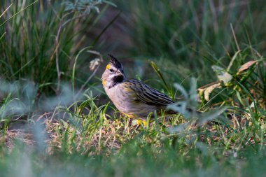 Sarı Kardinal, Gubernatrix Cristata, La Pampa, Arjantin 'de nesli tükenmekte olan türler
