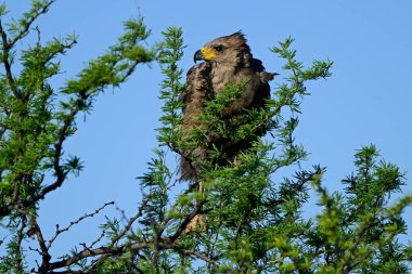 Chaco Kartal, ya da Taç Giyen Yalnız Kartal, Buteogallus Coronatus, La Pampa Eyaleti, Arjantin.
