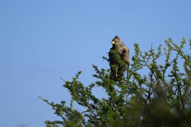 Chaco Kartal, ya da Taç Giyen Yalnız Kartal, Buteogallus Coronatus, La Pampa Eyaleti, Arjantin.