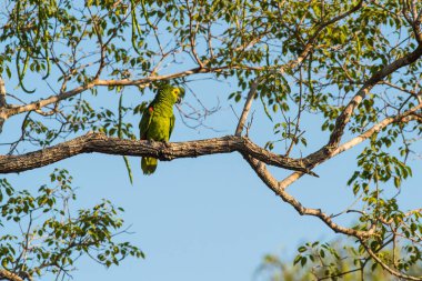 Turkuaz Amazon, Pantanal, Mato Grosso, Brezilya