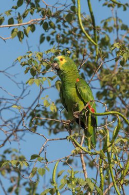 Turkuaz Amazon, Pantanal, Mato Grosso, Brezilya