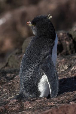 Penguen Adası 'ndaki Rockhopper Pengueni, Puerto Deseado, Santa Cruz Eyaleti, Patagonya Arjantin