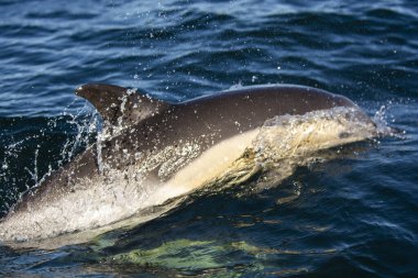 Yunus, Delphinus Delphis, San Antonio Limanı, Rio Negro Eyaleti, Patagonya, Arjantin.