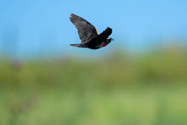 Beyaz kaşlı çayırkuşu, Leistes superciliaris, otlakta, La Pampa Eyaleti, Arjantin.