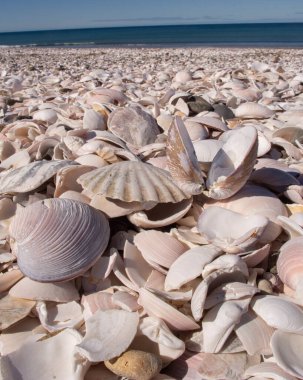Shell Beach, San Antonio Doğu Limanı, Rio Negro, Patagonya Arjantin.