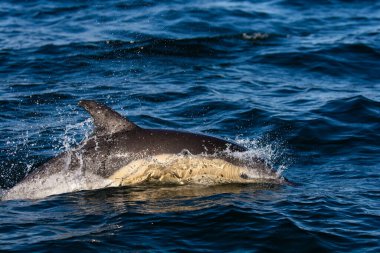 Yunus, Delphinus Delphis, San Antonio Limanı, Rio Negro Eyaleti, Patagonya, Arjantin.