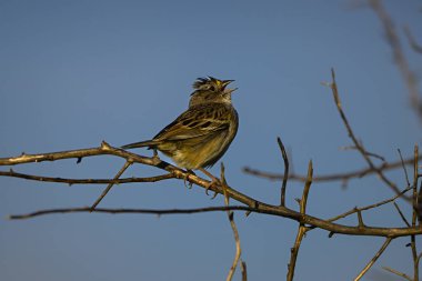 Grassland Sparrow, Ammodramus humeralis , La Pampa Province , Patagonia Argentina. clipart