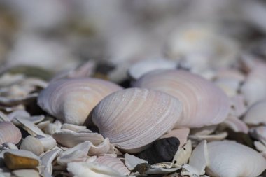 Shell Beach, San Antonio Doğu Limanı, Rio Negro, Patagonya Arjantin.