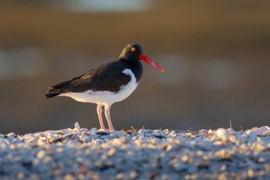 Amerikan istiridye avcısı, Haematopus palliatus, Patagonya, Arjantin 'de Patagonya sahillerinde uçuyor..