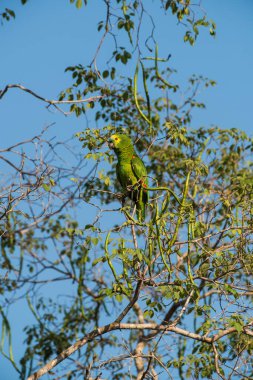 Turkuaz Amazon, Pantanal, Mato Grosso, Brezilya