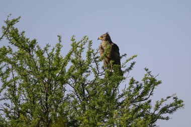 Chaco Kartal, ya da Taç Giyen Yalnız Kartal, Buteogallus Coronatus, La Pampa Eyaleti, Arjantin.