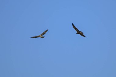 Buteo swainsoni, Swainsons Hawk, La Pampa Provnce, Patagonya, Arjantin 