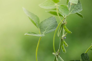 Buenos Aires Eyaleti, Arjantin 'deki nemli otlaklarda soya yetiştiriciliği..
