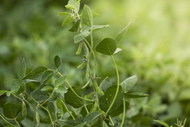 Buenos Aires Eyaleti, Arjantin 'deki nemli otlaklarda soya yetiştiriciliği..