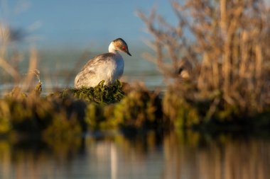Pampas lagünü çevresindeki Gümüş Grebe, Patagonya, Arjantin