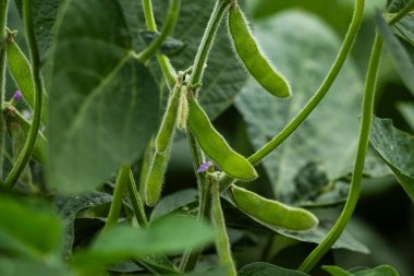 Buenos Aires Eyaleti, Arjantin 'deki nemli otlaklarda soya yetiştiriciliği..