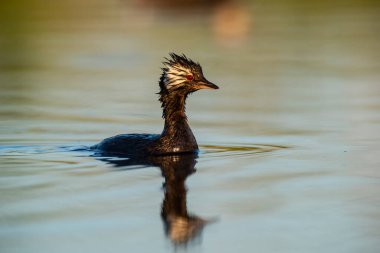 Beyaz tüylü Grebe yüzücüsü, La Pampa Eyaleti, Patagonya, Arjantin