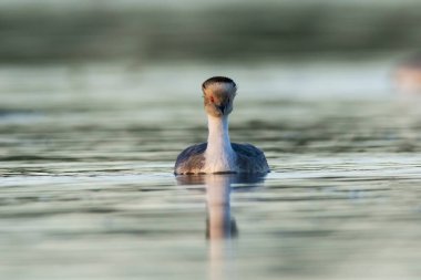 Pampas lagünü çevresindeki Gümüş Grebe, Patagonya, Arjantin
