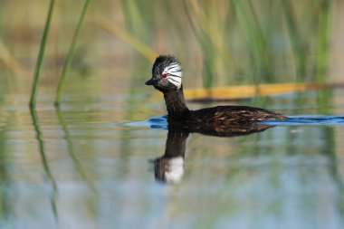 Beyaz tüylü Grebe yüzücüsü, La Pampa Eyaleti, Patagonya, Arjantin