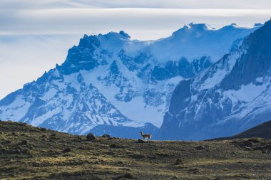 Arka planda And Dağları olan Guanacos 'lar Torres del Paine Ulusal Parkı, Patagonya, Şili.