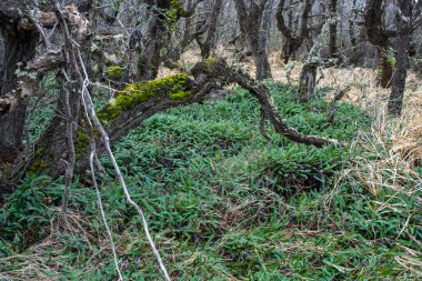 Magellanic Ormanı, Torres del Paine Ulusal Parkı, Patagonya, Şili.