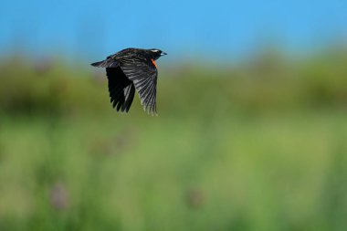 Beyaz kaşlı çayırkuşu, Leistes superciliaris, otlakta, La Pampa Eyaleti, Arjantin.
