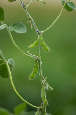 Buenos Aires Eyaleti, Arjantin 'deki nemli otlaklarda soya yetiştiriciliği..