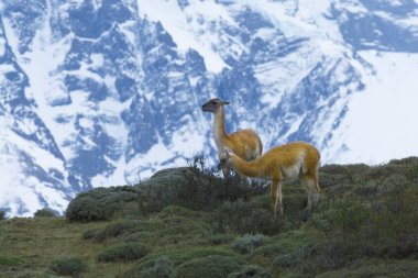 And Dağları 'nda Guanacos, Torres del Paine Ulusal Parkı, Patagonya, Şili.