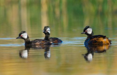 Beyaz tüylü Grebe yüzücüsü, La Pampa Eyaleti, Patagonya, Arjantin