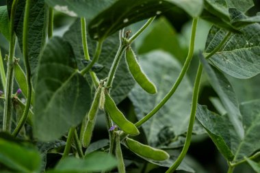 Buenos Aires Eyaleti, Arjantin 'deki nemli otlaklarda soya yetiştiriciliği..