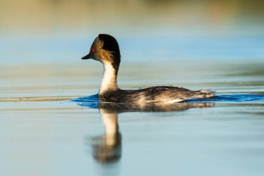 Pampas lagünü çevresindeki Gümüş Grebe, Patagonya, Arjantin