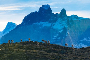 Guanacos otlatma, Torres del Paine Ulusal Parkı, Patagonya, Şili.