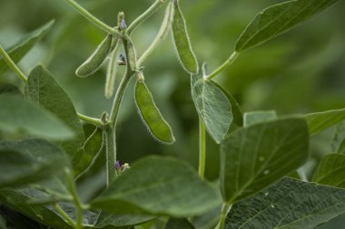 Buenos Aires Eyaleti, Arjantin 'deki nemli otlaklarda soya yetiştiriciliği..