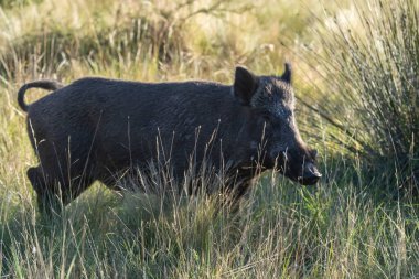 Pampas 'ta yabandomuzu otlağı, La Pampa ili, Patagonya, Arjantin.