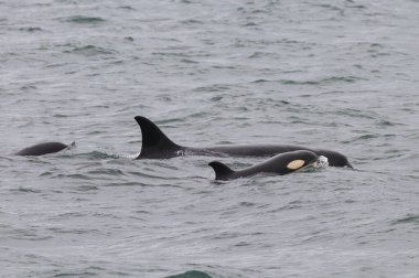 Patagonya kıyılarında devriye gezen balina ailesi, Yarımada Valdes, Dünya Mirası Bölgesi, Patagonya, Arjantin.