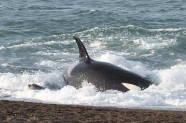 Orka Fok Avı, Yarımada Valdes, Dünya Mirası Bölgesi, Patagonya, Arjantin.