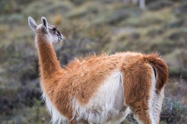 And Dağları 'nda Guanacos, Torres del Paine Ulusal Parkı, Patagonya, Şili.