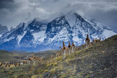And Dağları 'nda Guanacos, Torres del Paine Ulusal Parkı, Patagonya, Şili.