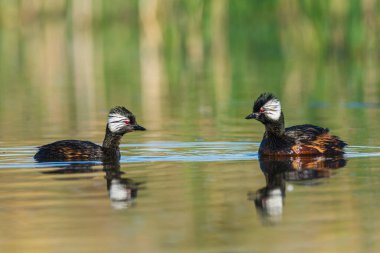 Beyaz tüylü Grebe yüzücüsü, La Pampa Eyaleti, Patagonya, Arjantin