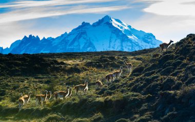 Guanacos otlatma, Torres del Paine Ulusal Parkı, Patagonya, Şili.