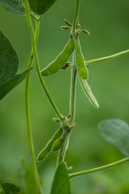 Buenos Aires Eyaleti, Arjantin 'deki nemli otlaklarda soya yetiştiriciliği..