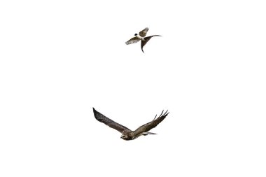Buteo swainsoni, Swainsons Hawk, La Pampa Provnce, Patagonya, Arjantin 
