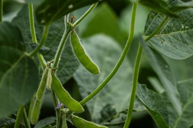 Buenos Aires Eyaleti, Arjantin 'deki nemli otlaklarda soya yetiştiriciliği..