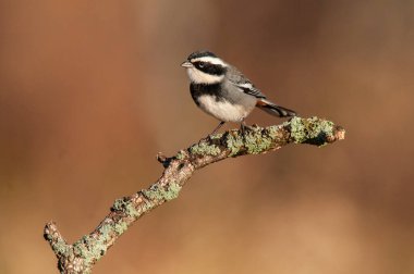 Halkalı öten ispinoz, Microspingus torquatus, La Pampa Eyaleti, Patagonya, Arjantin.