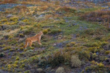 Puma dağda yürüyor, Torres del Paine Ulusal Parkı, Patagonya, Şili.