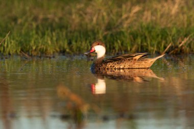 Beyaz yanaklı Pintail, Anas bahamensis, La Pampa, Patagonya, Arjantin.