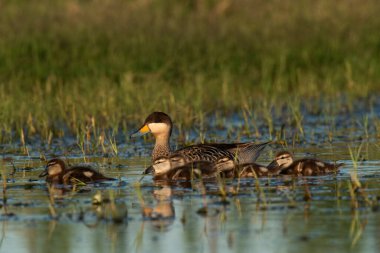 Gümüş deniz mavisi ya da versicolor, Spatula versicolor, La Pampa, Patagonya, Arjantin.