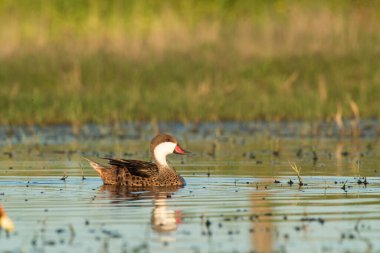 Beyaz yanaklı Pintail, Anas bahamensis, La Pampa, Patagonya, Arjantin.