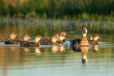 Beyaz yanaklı Pintail, Anas bahamensis, La Pampa, Patagonya, Arjantin.