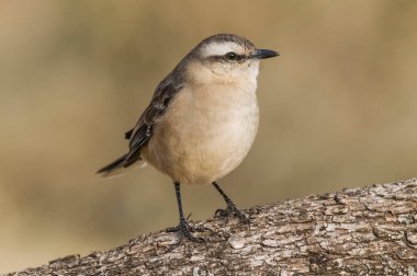 White banded mokingbird, in spinal forest environment , Pampas, Argentina.